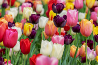Rewolucja w ochronie upraw - Robot Theo chroni holenderskie pola tulipanów